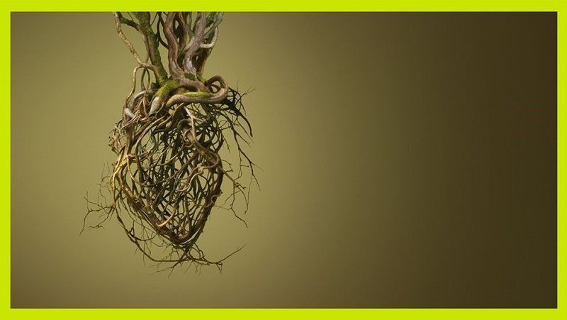 De cara a la galeria: L'art que cal veure al 2026 - S�n 4 dies | Escuchar