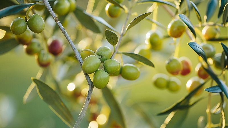 Mundo rural - Cosecha de aceite de oliva - 07/01/26 - Escuchar ahora