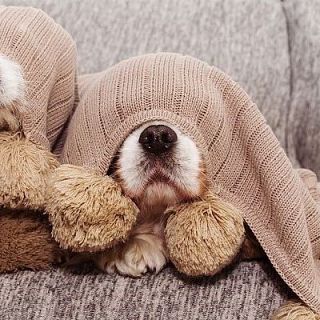 El llegat animal de Brigitte Bardot, el patiment dels animals durant les festes de Nadal i els llops a Finlàndia en perill