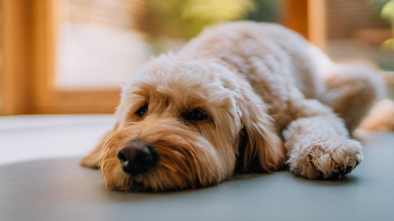 El Mat� de R�dio 4 - An�cdotes dels gossos dels jugadors del Bar�a amb el seu cuidador, Dani Llim�s - El mat� de R�dio 4 | Escoltar