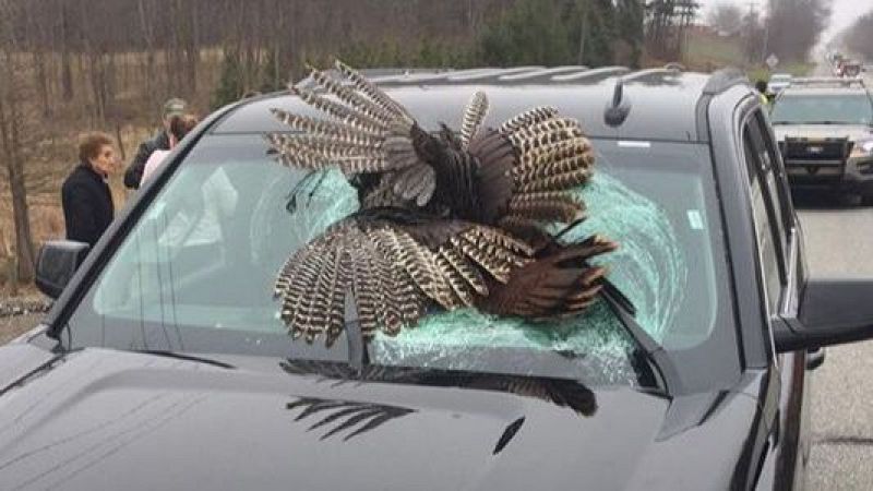 Más cerca - Los siniestros viales contra animales: Más graves y costosos - Escuchar ahora