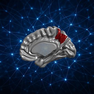 831: El precúneo, rincón secreto de nuestra conciencia