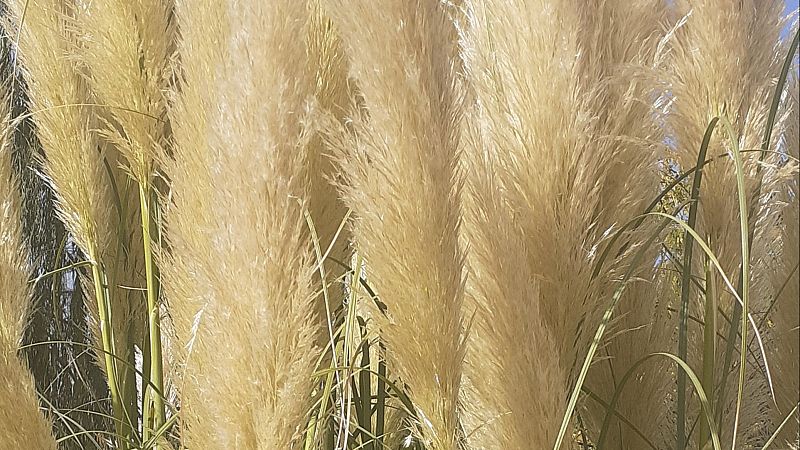 Escribano palustre - Capital verde - 12/01/26 - Escribano Palustre | Escuchar