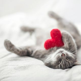 Toni Mata: souvenirs per mascotes