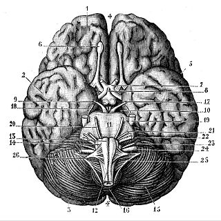 Entender y cuidar el cerebro