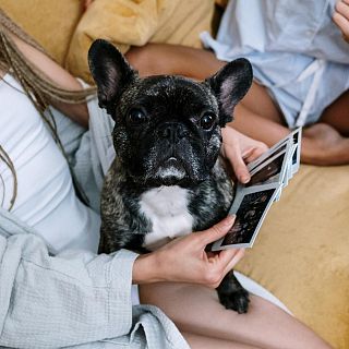 El “labrador” ja no és el gos més escollit. El preferit ara és francès