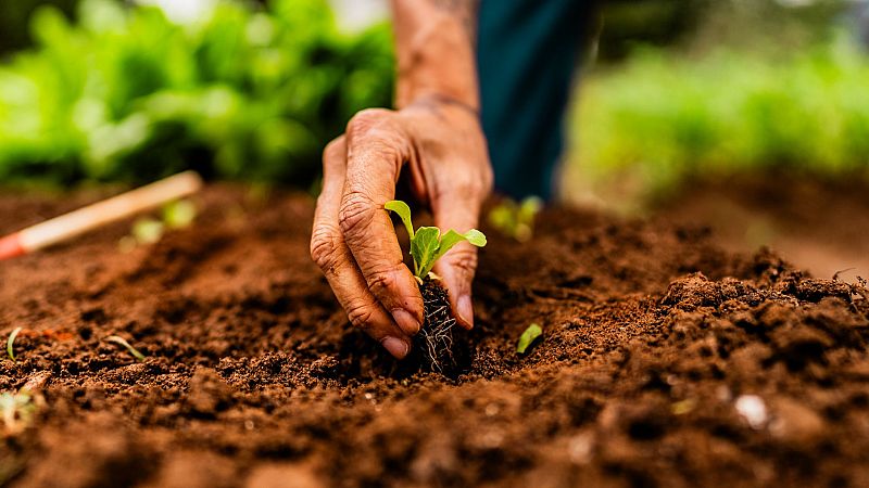 Mundo rural - PAC: plan de actuación de este organismo para 2026- 19/01/26 - Escuchar ahora