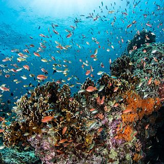 Tratado de Alta Mar: nuevo marco para proteger los océanos