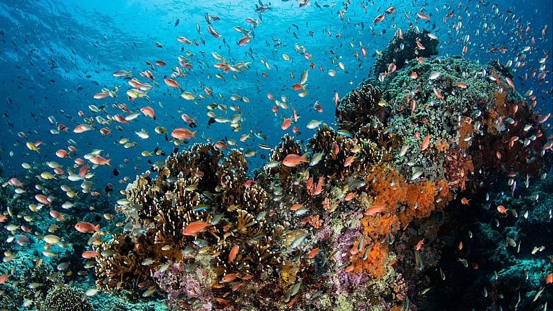 Tratado de Alta Mar: nuevo marco para proteger los océanos - Españoles en la mar | Escuchar