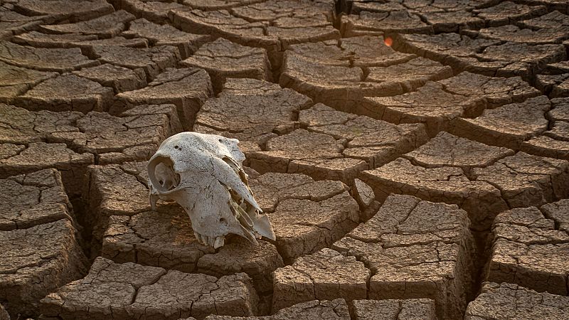 El palabrero - Huesos sedientos - 20/01/26 - Escuchar ahora