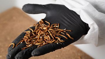 Proteínas alternativas