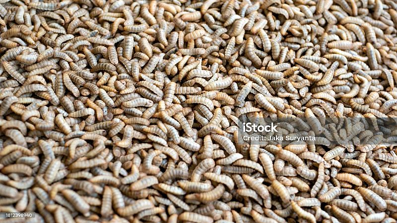 Reportajes Emisoras - Tarragona - Harinas de insectos en la dieta - 22/01/26 - Escuchar ahora