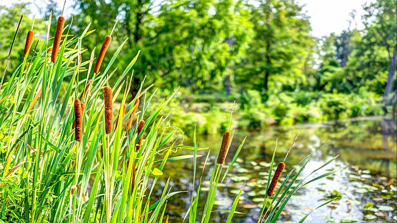 Reportajes Emisoras - A Coruña - La espadaña y el desmán de Los Pirineos - 21/01/25 - Escuchar ahora