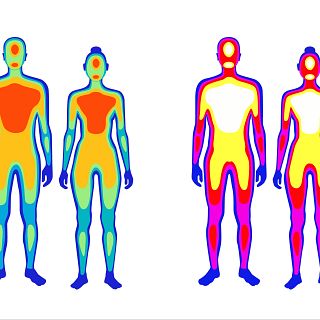 Sensores distintos detectan el frío en piel y órganos