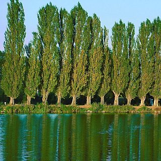 De los álamos vengo... con Falla y Rodrigo