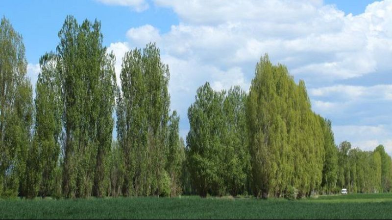 La taberna del puerto - De los álamos vengo... con Falla y Rodrigo - 20/01/26 - La taberna del puerto | Escuchar