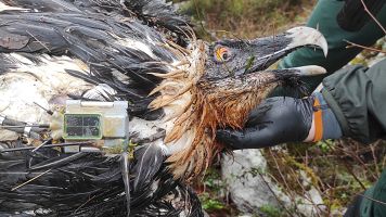 Matan a Centenario, ejemplar de quebrantahuesos introducido en Picos de Europa en 2017