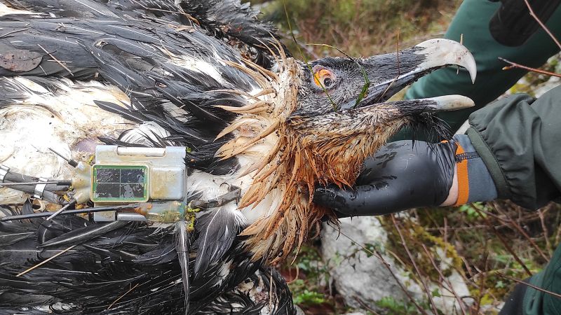 Matan a Centenario, ejemplar de quebrantahuesos introducido en Picos de Europa en 2017 - Cantabria Informativos | Escuchar