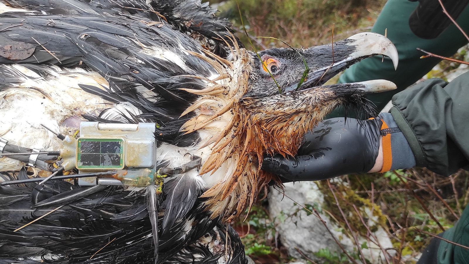 Matan a Centenario, ejemplar de quebrantahuesos introducido en Picos de Europa en 2017