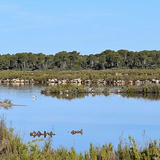 Parc Natural Maritimoterrestre Es Trenc-Salobrar de Campos