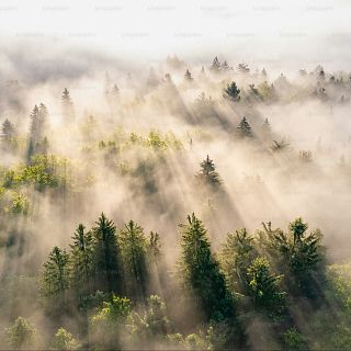 En la niebla, en el cielo