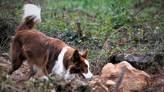 Els gossos de treball, herois silenciosos del rescat