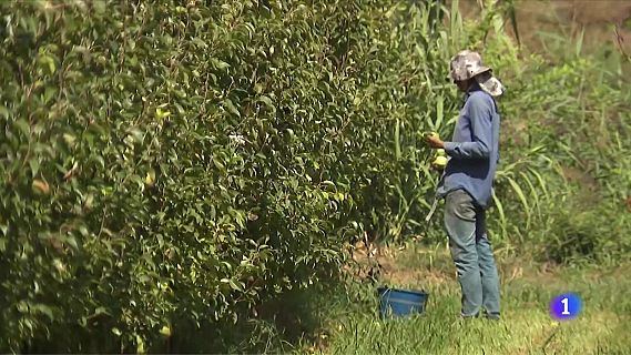 El sector agrari valora positivament la regularitzaci� de migrants