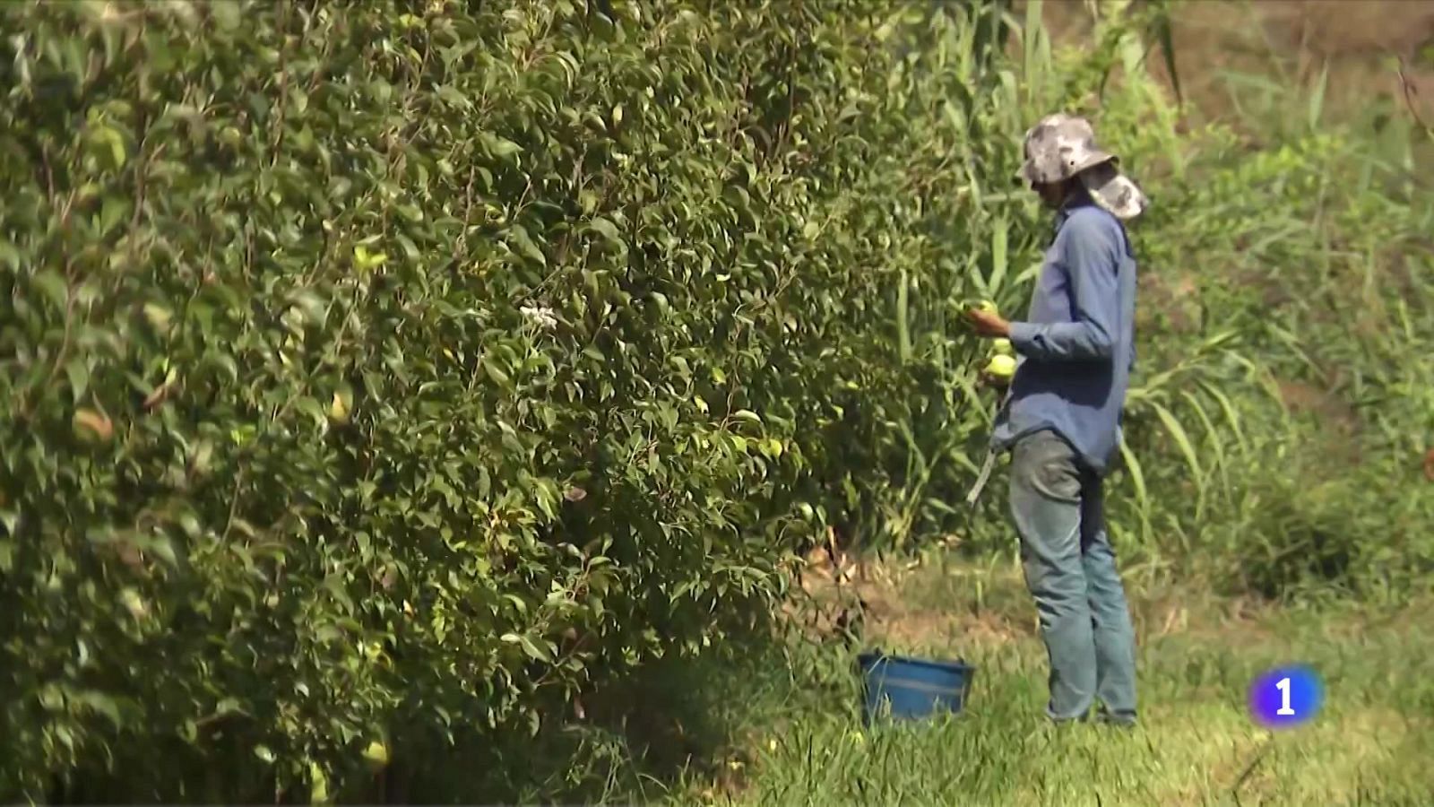 El sector agrari valora positivament la regularització de migrants | Pepa Sangenís