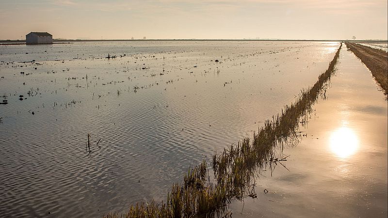 Reportajes Emisoras - Sevilla - Los arrozales de las marismas del Guadalquivir  - 29/01/26 - Escuchar ahora