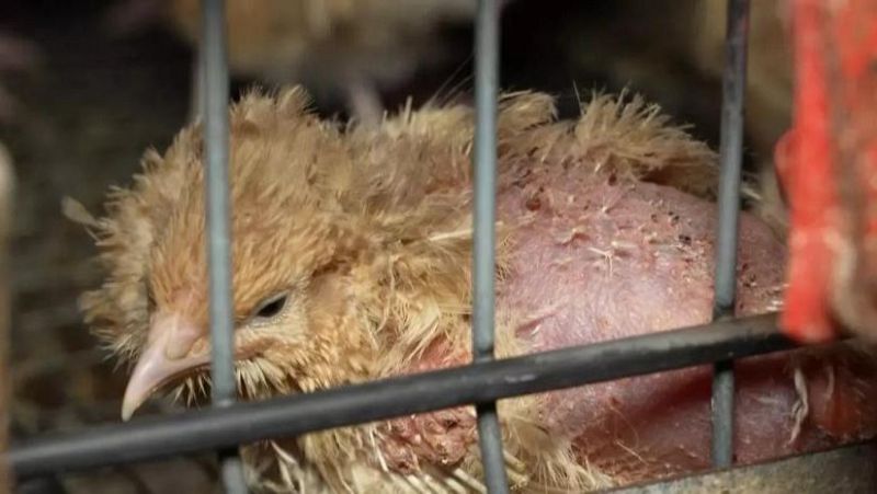 El mat� de R�dio 4 - La ?granja dels horrors?: animals envoltats de cad�vers en descomposici� - El mat� de R�dio 4 | Escoltar