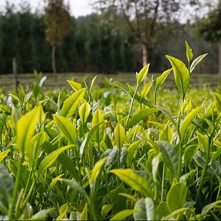 Santiago - Orballo: El primer té ecológico de Europa con sello gallego