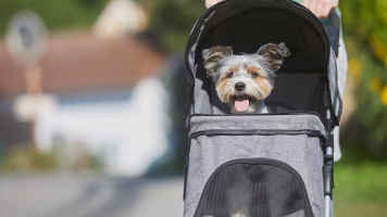 Quan el gos es converteix en fill: el fenomen dels "beb�s peluts"