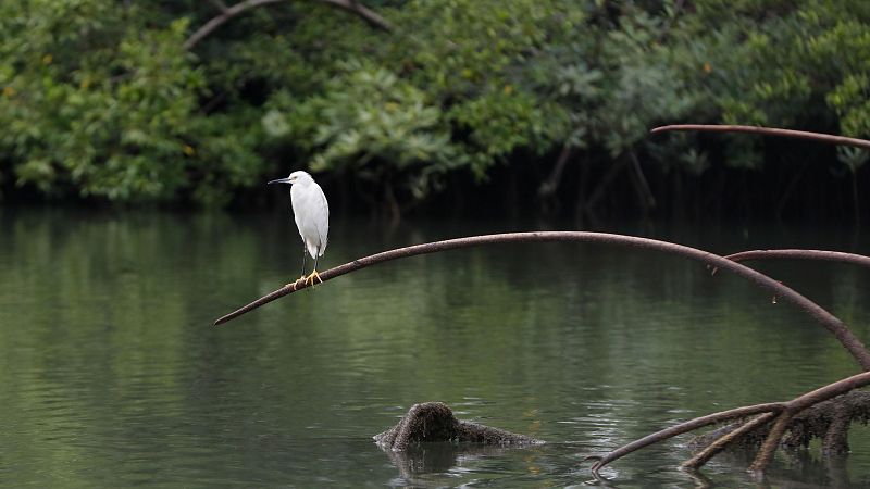 Cinco Continentes - La basura amenaza los manglares de Colombia - Escuchar ahora