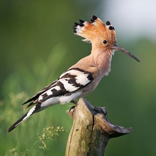 España, país con mayor biodiversidad de aves en Europa
