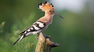 España, país con mayor biodiversidad de aves en Europa