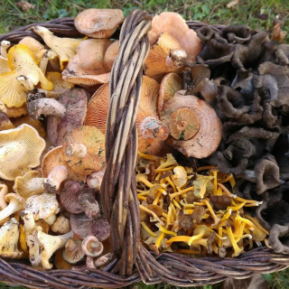 Bolets als boscos catalans: On en podem trobar aquest aquest cap de setmana?