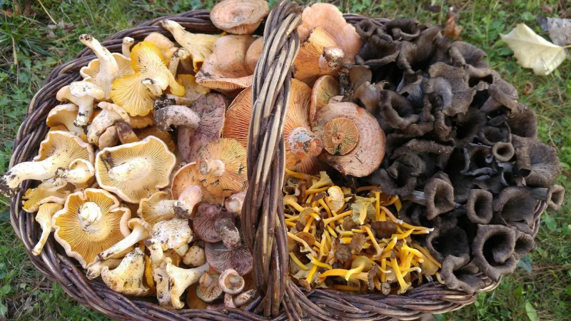 El mat� de R�dio 4 - Bolets als boscos catalans: On en podem trobar aquest aquest cap de setmana? - El mat� de R�dio 4 | Escoltar