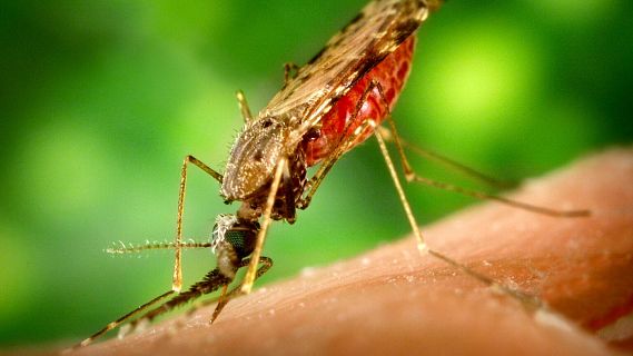 Un test expr�s prediu la mal�ria greu en minuts