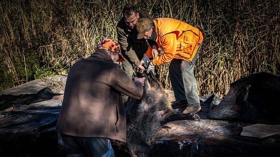Es relaxen les restriccions per la pesta porcina africana a 73 municipis