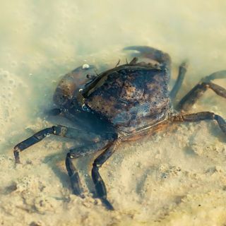 Producir quitosano para mejorar la salud de la mujer