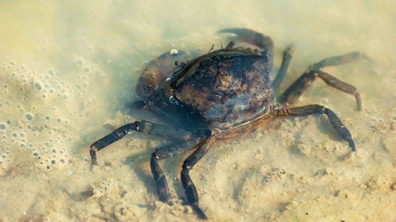 Producir quitosano para mejorar la salud de la mujer