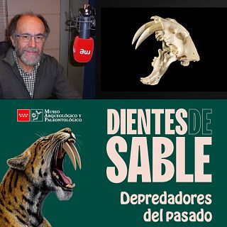 Félidos dientes de sable, formidables depredadores prehistóricos