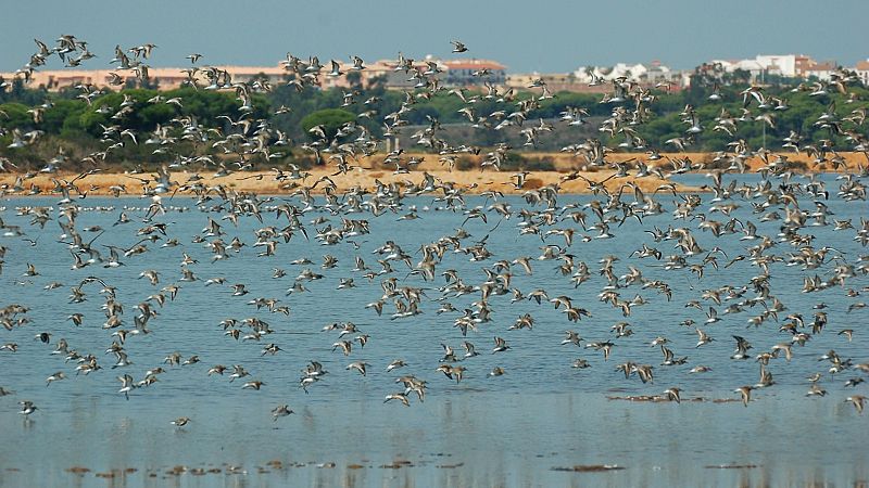 Planeta vivo - Un impulso a Odiel - 04/02/26 - Escuchar ahora