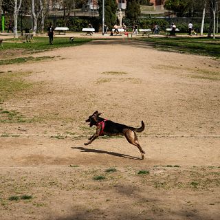 �Qu� multa deber�a pagar el que ensucia la calle?