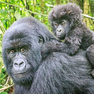 Nacen dos gorilas de montaña gemelos