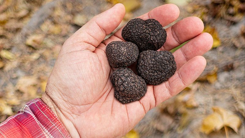 Mundo rural - Mercosur, turismo rural y trufa negra - 06/02/26 - Escuchar ahora