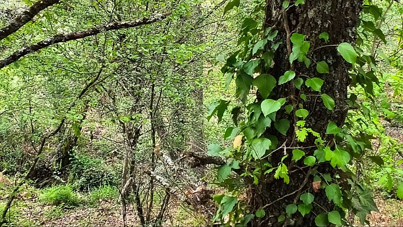 El bosque habitado - Los bosques de Lucía. Con Lucía Triviño - 08/02/26 - El bosque habitado | Escuchar