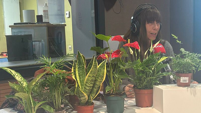 El mat� de R�dio 4 - Respirar millor sense obrir la finestra: les plantes que netegen l?aire de casa! - El mat� de R�dio 4 | Escoltar