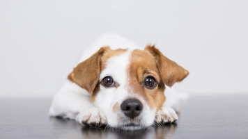 Est� justificat faltar a la feina per portar el gos al veterinari per una urg�ncia?