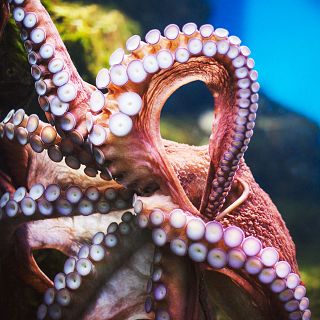 El pulpo de acuicultura, a debate